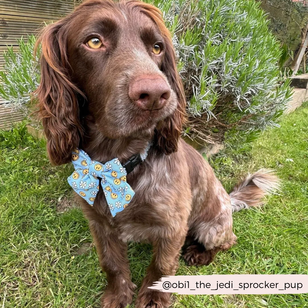 Smiley Pawty Tent Sailor Bow Tie